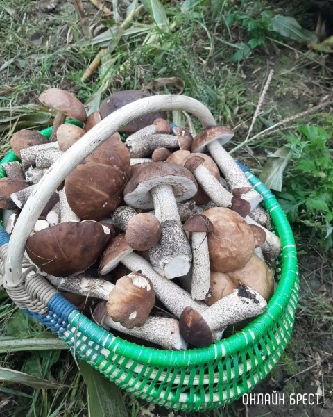 Читатель: Мой грибной «улов» за сегодня и вчера. Кобринский район, д.Лыщики
Читатель: Мой грибной «улов» за сегодня и вчера. Кобринский район, д.Лыщики