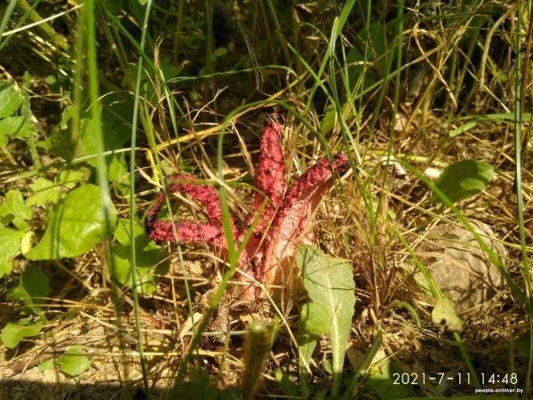 Странные грибы Беларуси. Можно ли их есть и что за это будет? Странные грибы Беларуси. Можно ли их есть и что за это будет?
