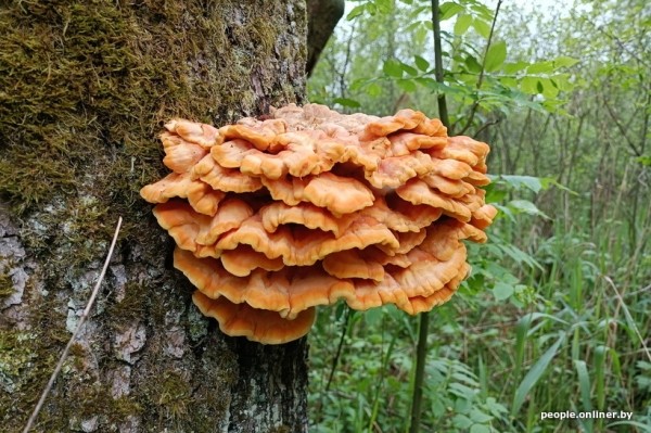 Странные грибы Беларуси. Можно ли их есть и что за это будет? Странные грибы Беларуси. Можно ли их есть и что за это будет?