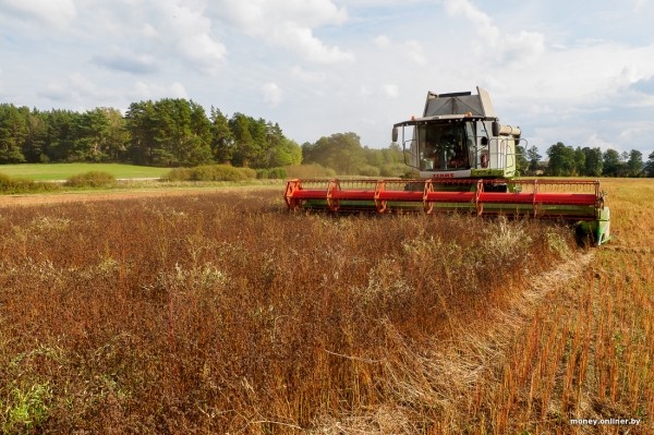Как 2000 рублей превращаются в 8000. На гречихе в этом поле зарабатывают больше, чем на криптовалюте Как 2000 рублей превращаются в 8000. На гречихе в этом поле зарабатывают больше, чем на криптовалюте