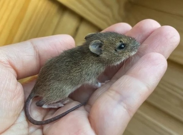 Девушка нашла на дороге мышонка и решила приютить его. Она рассказывает о нем в блоге, и теперь за жизнью грызуна следят тысячи людей