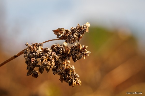 Как 2000 рублей превращаются в 8000. На гречихе в этом поле зарабатывают больше, чем на криптовалюте Как 2000 рублей превращаются в 8000. На гречихе в этом поле зарабатывают больше, чем на криптовалюте