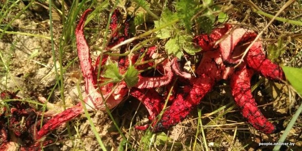 Странные грибы Беларуси. Можно ли их есть и что за это будет? Странные грибы Беларуси. Можно ли их есть и что за это будет?