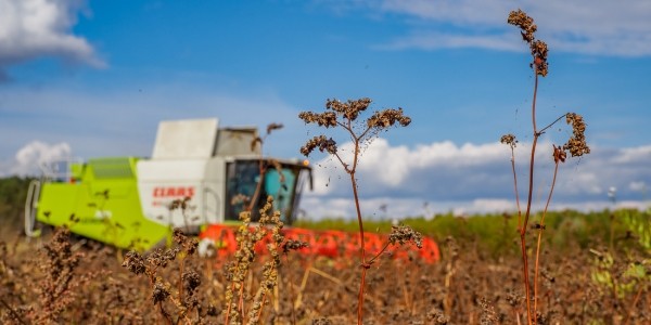 Как 2000 рублей превращаются в 8000. На гречихе в этом поле зарабатывают больше, чем на криптовалюте Как 2000 рублей превращаются в 8000. На гречихе в этом поле зарабатывают больше, чем на криптовалюте