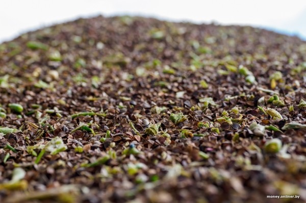 Как 2000 рублей превращаются в 8000. На гречихе в этом поле зарабатывают больше, чем на криптовалюте Как 2000 рублей превращаются в 8000. На гречихе в этом поле зарабатывают больше, чем на криптовалюте