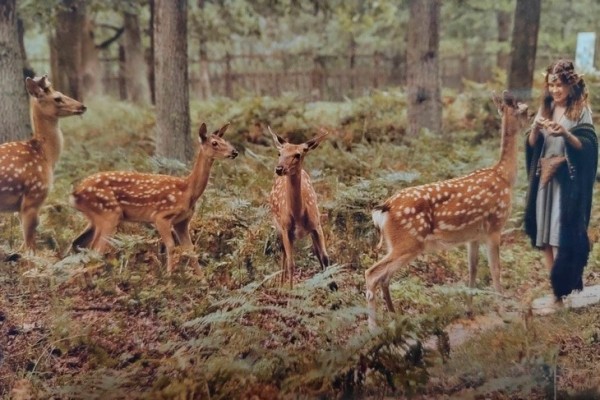 Эльфы и олени — кого только не увидишь в Кобринском лесхозе Эльфы и олени — кого только не увидишь в Кобринском лесхозе