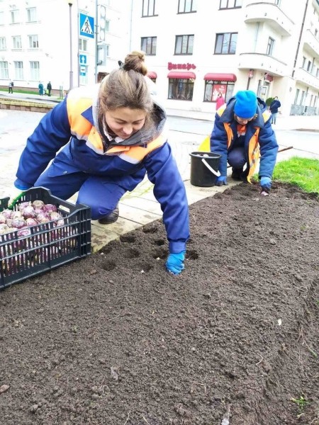 В Бресте специалисты «Коммунальника» высадят 35 тысяч тюльпанов различных сортов