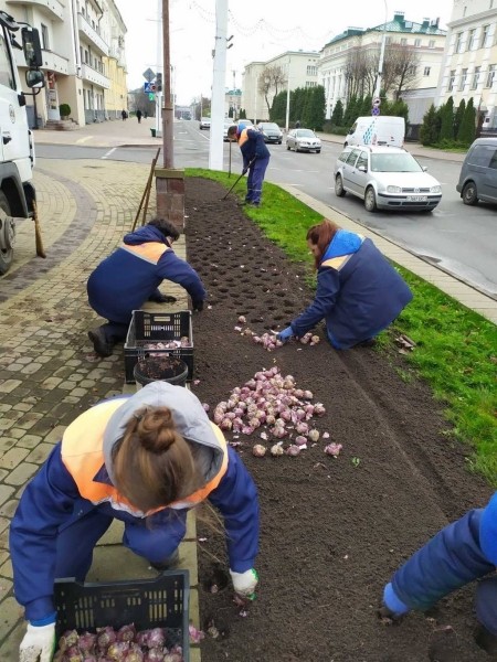 В Бресте специалисты «Коммунальника» высадят 35 тысяч тюльпанов различных сортов