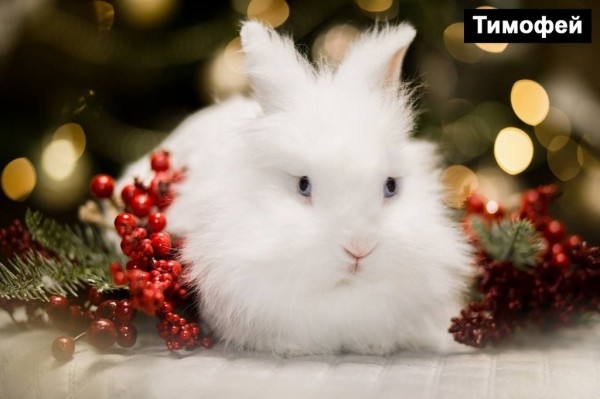 Выбираем талисман Бреста 2023 Выбираем талисман Бреста 2023