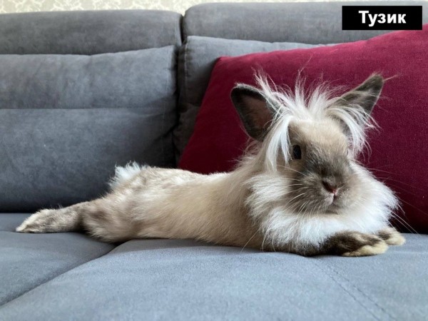 Выбираем талисман Бреста 2023 Выбираем талисман Бреста 2023