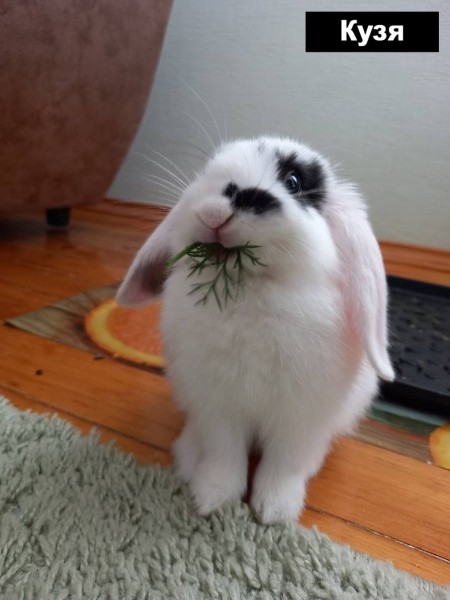 Выбираем талисман Бреста 2023 Выбираем талисман Бреста 2023