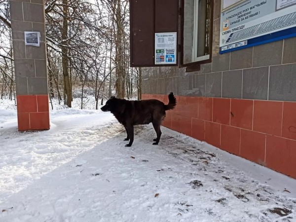 Белорусский Хатико: что за пес живет два года на станции под Минском? Белорусский Хатико: что за пес живет два года на станции под Минском?