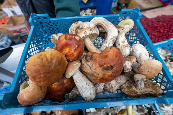 В Минске продаются роскошные белорусские грибы по 480 рублей за килограмм В Минске продаются роскошные белорусские грибы по 480 рублей за килограмм