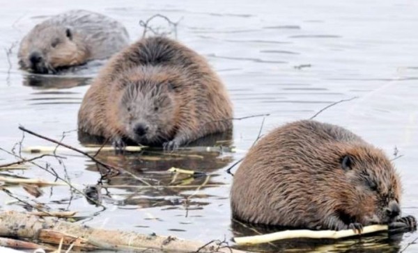 Белорус нашел тушки мертвых бобров и хотел скормить собаке. За это он получил большой штраф и год домашней «химии» Белорус нашел тушки мертвых бобров и хотел скормить собаке. За это он получил большой штраф и год домашней «химии»