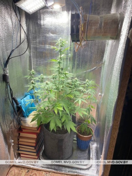 Белорус выращивал в шкафу коноплю