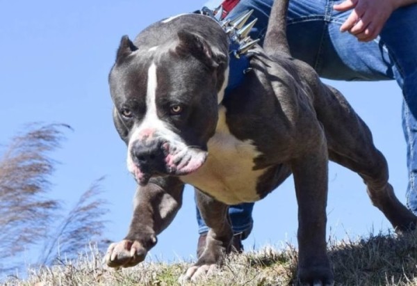 В Беларуси правоохранители спасли трехлетнюю девочку от разъяренного домашнего пса, который до этого загрыз ее отца