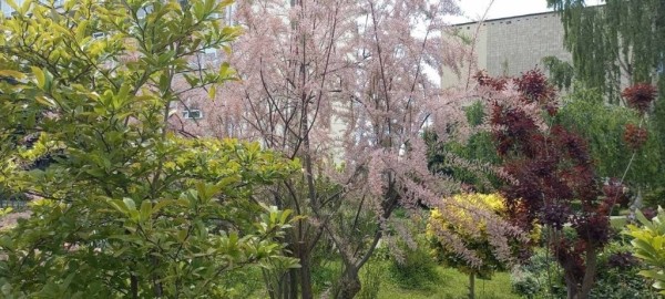 Эдем в центре Бреста