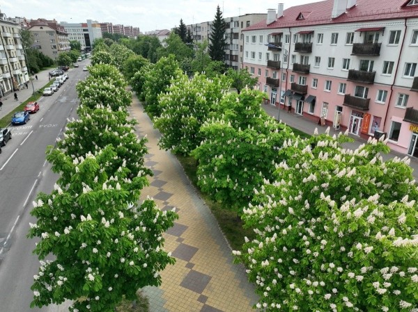 
                Посмотрите, как красиво цветут каштаны в Бресте
            