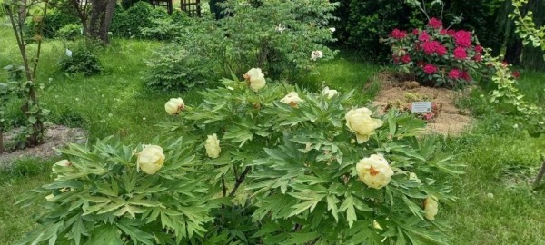 Эдем в центре Бреста