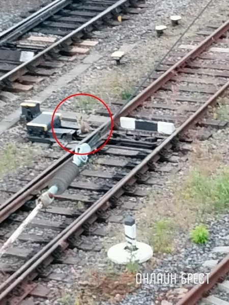 
                Читатель: Вчера в Бресте под мостом возле ЖД вокзала бегала лиса и лисята
            