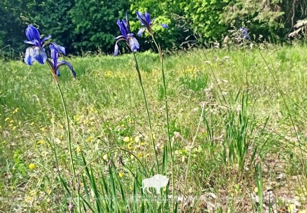 Новое место произрастания краснокнижного ириса сибирского обнаружили в Беловежской пуще Новое место произрастания краснокнижного ириса сибирского обнаружили в Беловежской пуще