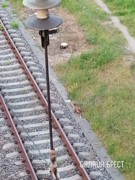 
                Читатель: Вчера в Бресте под мостом возле ЖД вокзала бегала лиса и лисята
            