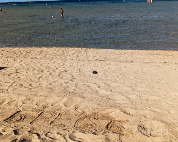 Читатель: Привет Бресту из Хургады
Читатель: Привет Бресту из Хургады