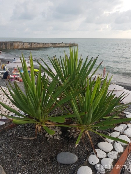 Читатель: Привет Бресту из Адлера!
Читатель: Привет Бресту из Адлера!