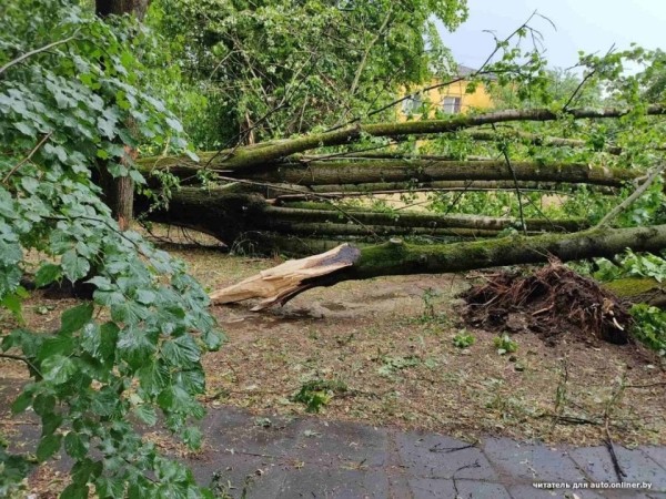 «Сосед разбудил, сказал: выходи». Во дворе дерево рухнуло на Tesla