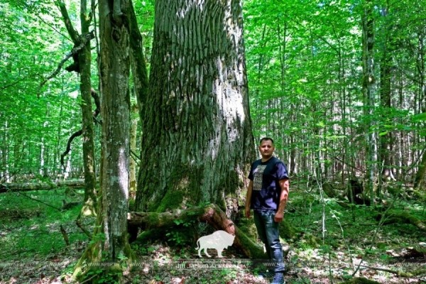 В Беловежской пуще измерили дуб-великан