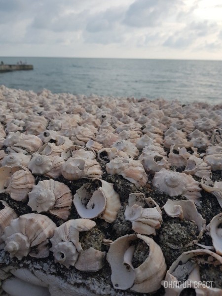 Читатель: Привет Бресту из Адлера!
Читатель: Привет Бресту из Адлера!