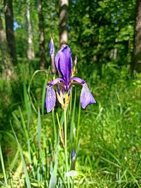 Новое место произрастания краснокнижного ириса сибирского обнаружили в Беловежской пуще Новое место произрастания краснокнижного ириса сибирского обнаружили в Беловежской пуще