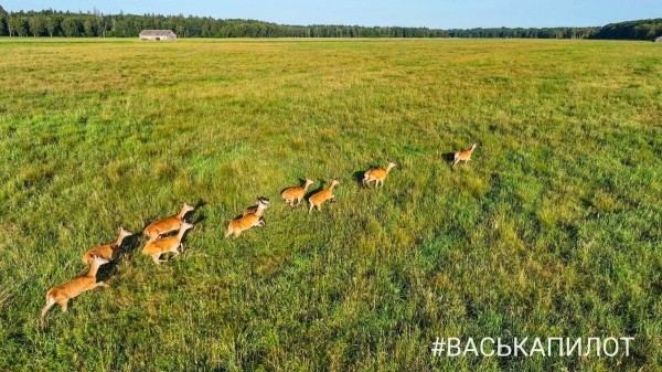 Беловежская пуща с высоты
Беловежская пуща с высоты