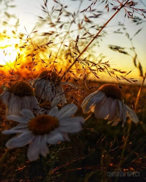 
                Читательница: Немного природы в ленту. Закат на фоне ромашек
            