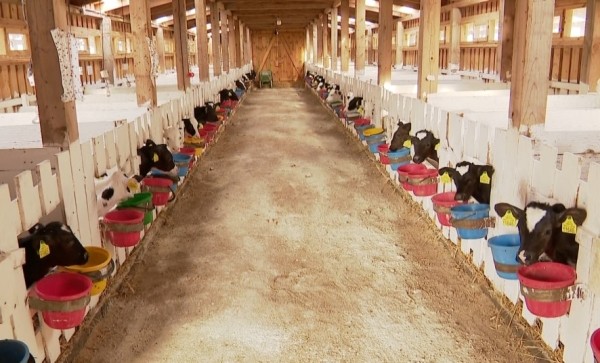 Кто выпил списанное на телят молоко на ферме в Брестской области?