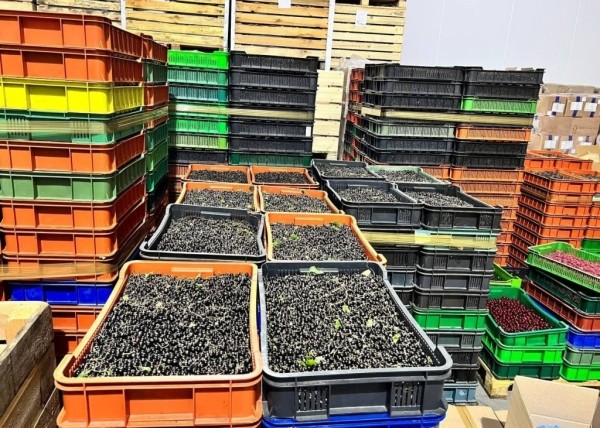 Ягодного бизнесмена из Брестской области подозревают в криминальной схеме Ягодного бизнесмена из Брестской области подозревают в криминальной схеме