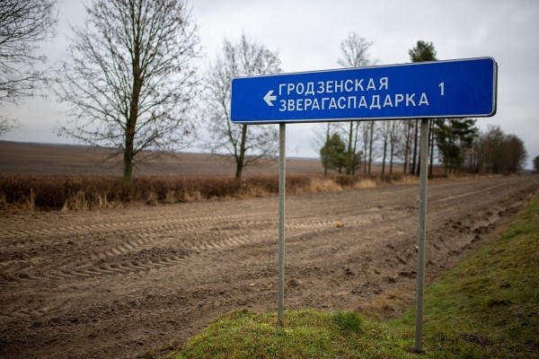 Объехать или идти на таран? Что делать, если на дорогу перед автомобилем выбежало дикое животное Объехать или идти на таран? Что делать, если на дорогу перед автомобилем выбежало дикое животное