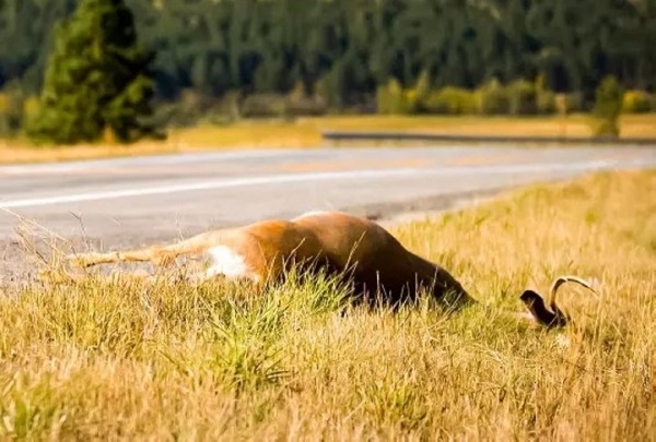 Если на дороге оказалось дикое животное. Что нельзя с ним делать