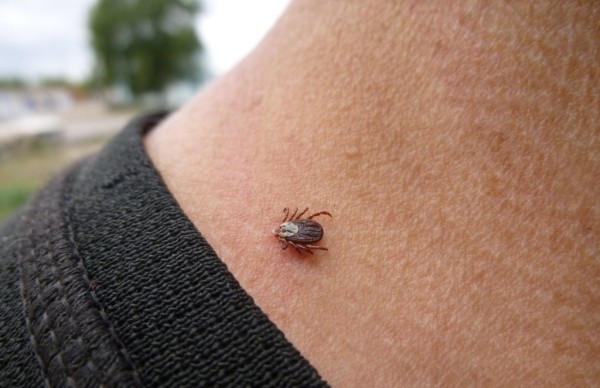 В Брестской области в январе-июне в 1,3 раза увеличилось число пострадавших от укусов клещей