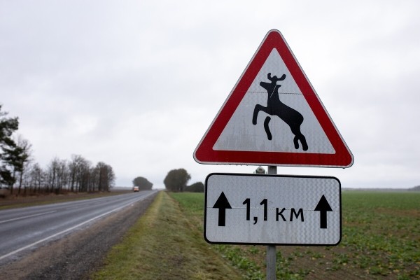 Объехать или идти на таран? Что делать, если на дорогу перед автомобилем выбежало дикое животное Объехать или идти на таран? Что делать, если на дорогу перед автомобилем выбежало дикое животное