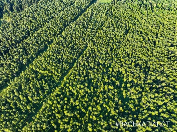 Беловежская пуща с высоты
Беловежская пуща с высоты
