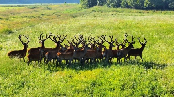 Беловежская пуща с высоты
Беловежская пуща с высоты