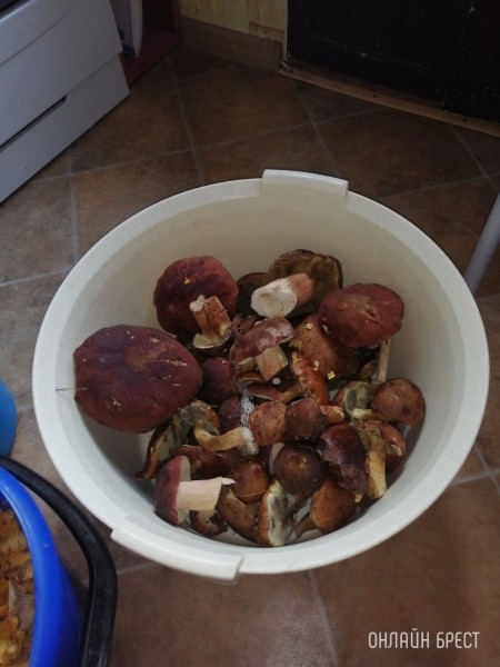 
                Читательница: Мой грибной «улов». Малоритский район, 6 августа
            