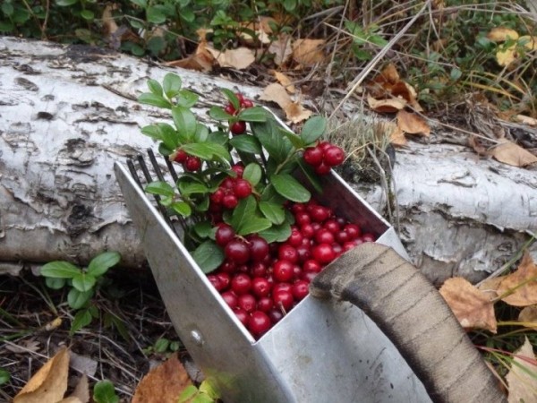 За нарушение правил сбора клюквы и других дикорастущих ягод можно получить штраф