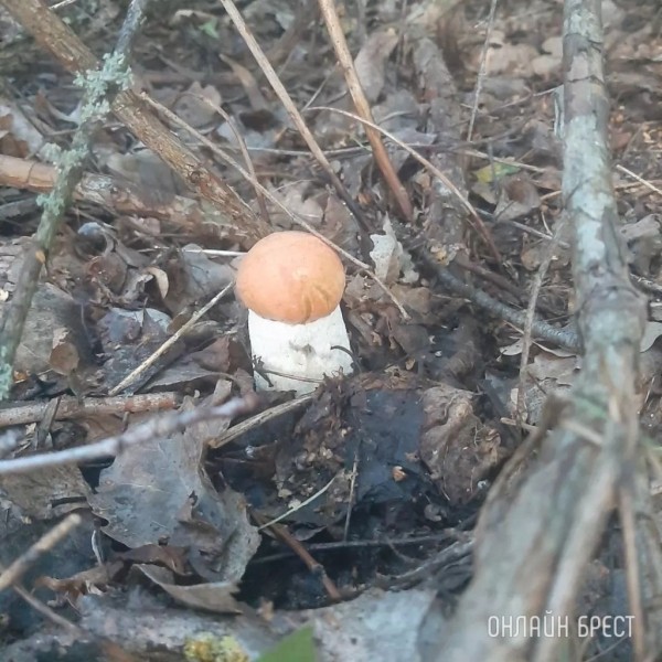 
                Читатель: Сегодня открыл грибной сезон :) Кобринский район
            