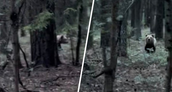 «Ноги начали подкашиваться». Девушка встретила медведя возле жилого района в Боровлянах «Ноги начали подкашиваться». Девушка встретила медведя возле жилого района в Боровлянах