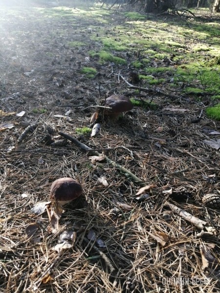 
                Читательница: Мой грибной «улов». Малоритский район, 6 августа
            