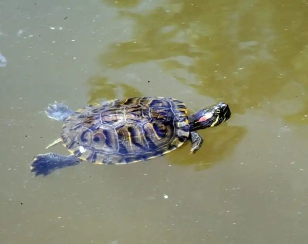 А вы видели в озере Брестского парка культуры и отдыха черепах? Оказывается, они там есть А вы видели в озере Брестского парка культуры и отдыха черепах? Оказывается, они там есть