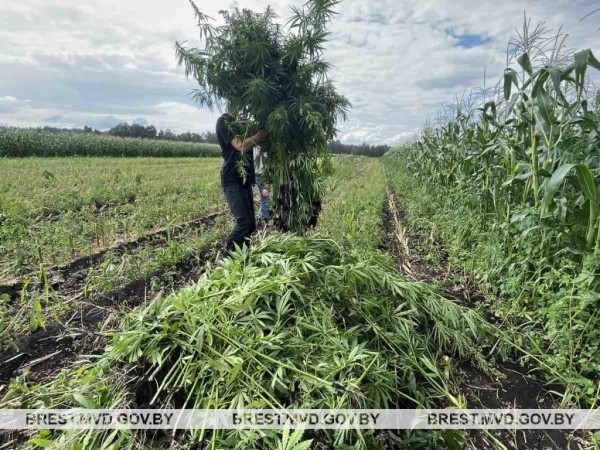 Возле Бреста уничтожено около 1800 килограммов дикорастущей конопли
