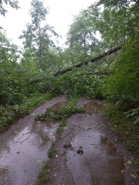 В МЧС рассказали, что натворила непогода в Брестской области В МЧС рассказали, что натворила непогода в Брестской области